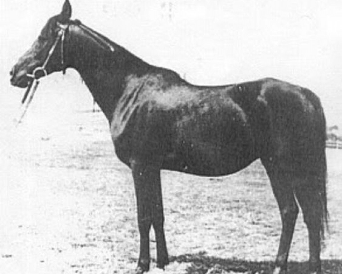 broodmare Ferha ox (Arabian purebred, 1943, from Kuhailan Abu Urkub 1935 ox)