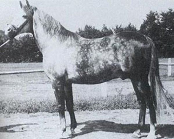 stallion Faher ox (Arabian purebred, 1953, from Trypolis 1937 ox)