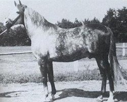 stallion Faher ox (Arabian purebred, 1953, from Trypolis 1937 ox)