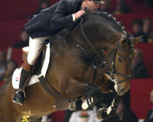 Deckhengst Sam R (KWPN (Niederländisches Warmblut), 1999, von Mermus R)