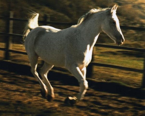 stallion Saabih 1968 ox (Arabian purebred, 1968, from Nabuch 1964 ox)