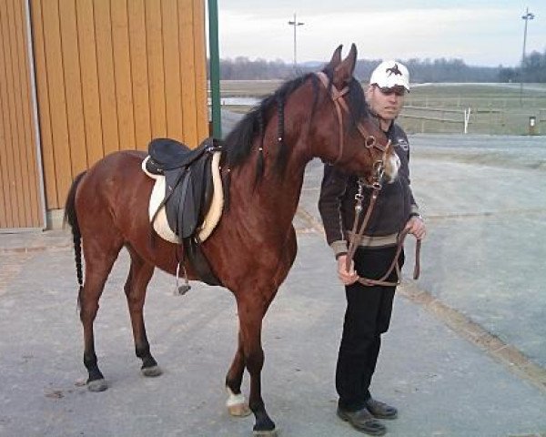 horse Mabrouk VI 3 ShA (Shagya Arabian, 2003, from 54 Mabrouk VI 2 1991 ShA)