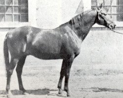 stallion Denousté 1921 ox (Arabian purebred, 1921, from Latif 1903 DB)