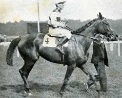 broodmare Mary Tudor xx (Thoroughbred, 1931, from Pharos xx)