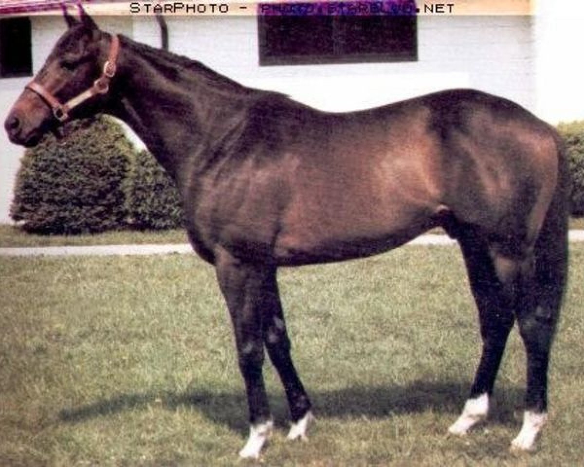 Deckhengst Smarten xx (Englisches Vollblut, 1976, von Cyane xx)
