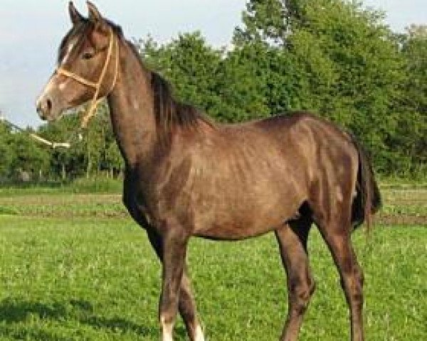horse 398 Siglavy Sheikh 2007 ShA (Shagya Arabian, 2007, from 96 Siglavy Khan 1987 ShA)