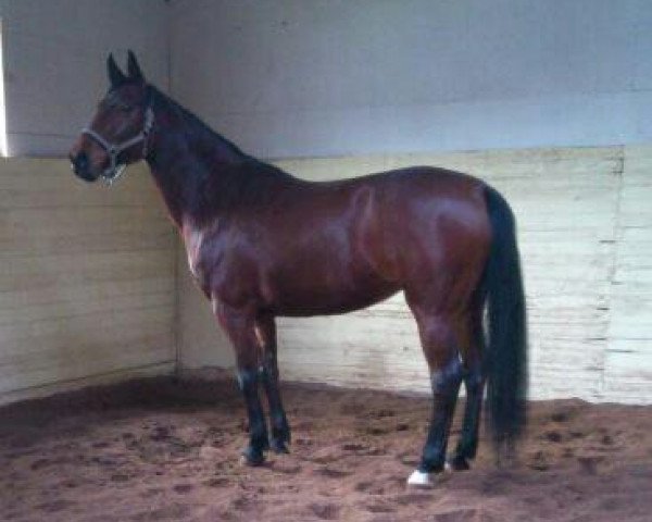 horse Comtessa (Zweibrücken,  , from Coraldo)