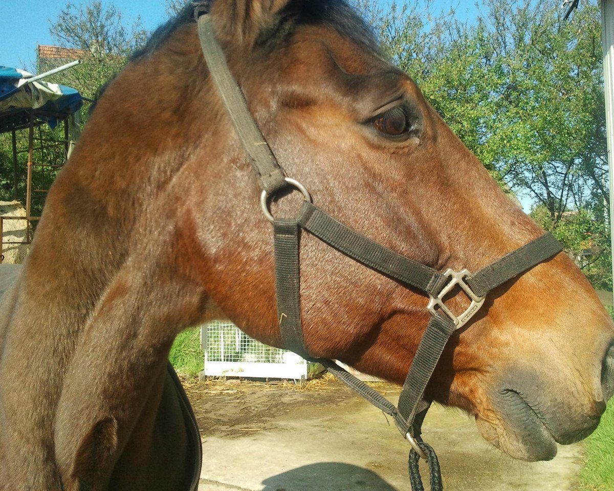 Pferd Markgraf 36 (Holsteiner, 1990, von Mentor)
