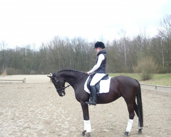 horse Sunny (Westphalian,  , from Sir Bedo)