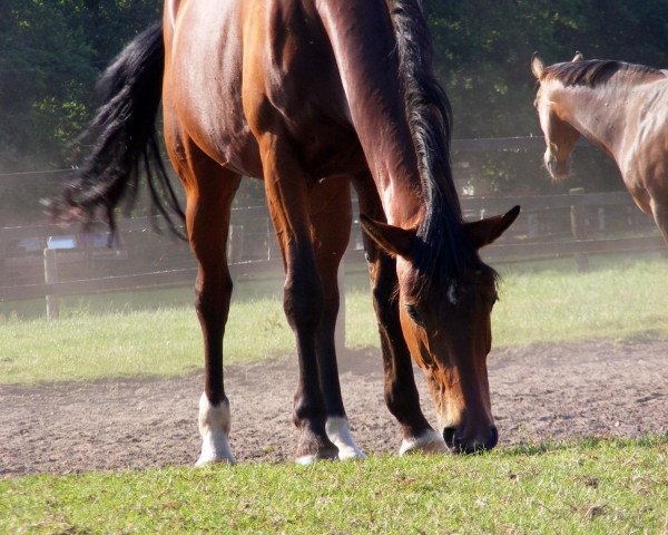dressage horse Equitana (Westphalian, 1995, from Ehrentanz I)