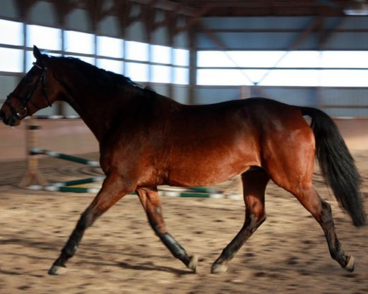 Zuchtstute Nigrante (KWPN (Niederländisches Warmblut), 1995, von Libero H)