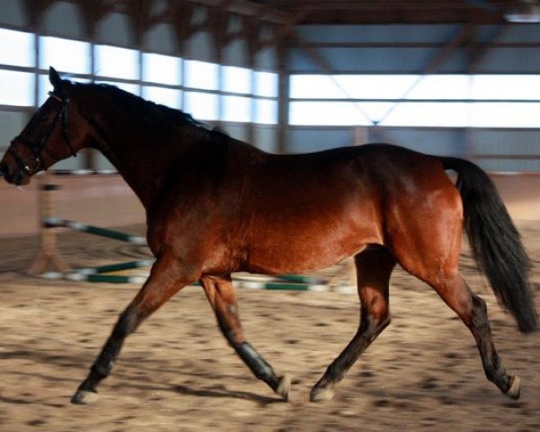 broodmare Nigrante (KWPN (Royal Dutch Sporthorse), 1995, from Libero H)
