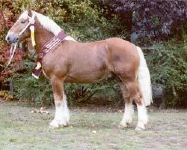 Deckhengst Milan (Schleswiger Kaltblut, 2004, von Munkedal)