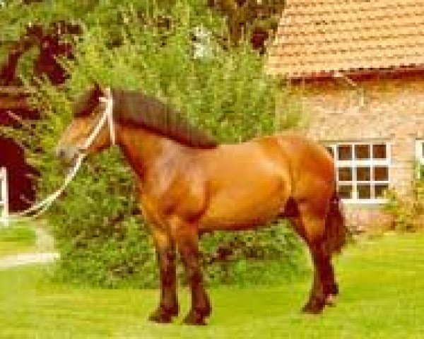 Deckhengst Heron (Rheinisch-Deutsches Kaltblut, 1998, von Hoppeditz)
