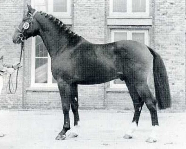 stallion Flamingo (Holsteiner, 1975, from Fasolt)