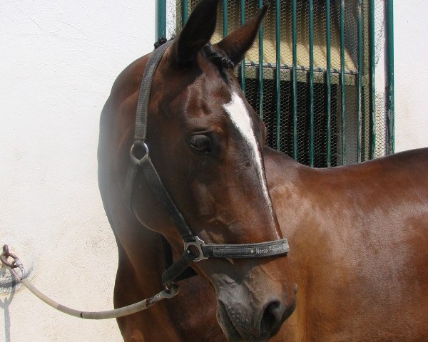 Pferd Ascarada (Holsteiner, 1997, von Anthonys Dream xx)