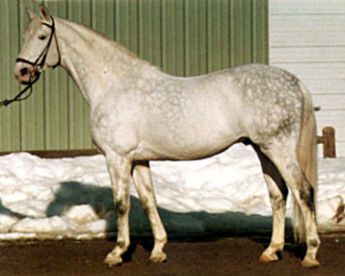 Deckhengst Erzsand (Trakehner, 1967, von Flugsand)