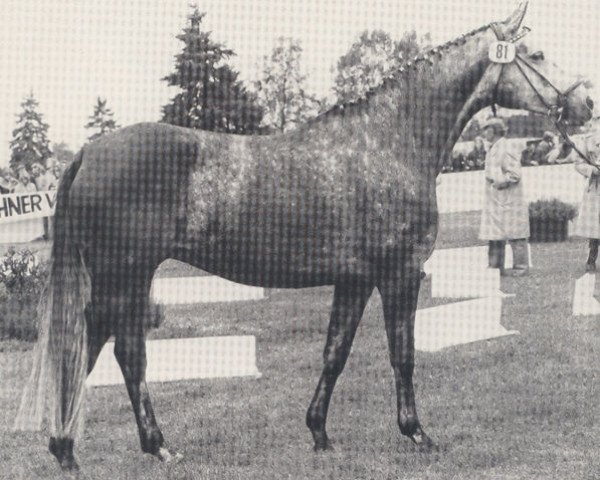 broodmare Herzroeschen (Trakehner, 1974, from Erzsand)
