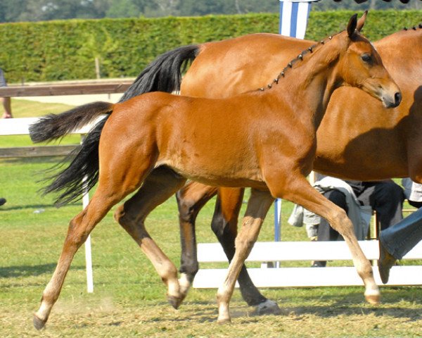 horse Pamela (Oldenburg, 2006, from Semper)