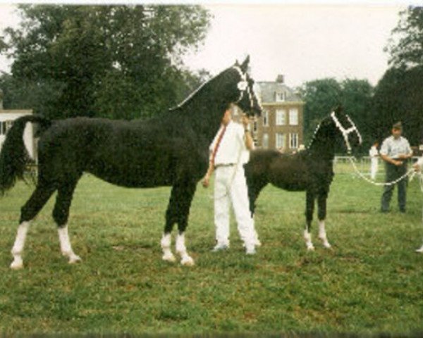 Zuchtstute Jola (KWPN (Niederländisches Warmblut), 1991, von Bayard) Zuchtstute Jola (KWPN (Niederländisches Warmblut), 1991, von Bayard)