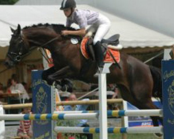 horse Paquira (Oldenburg, 2000, from Semper)