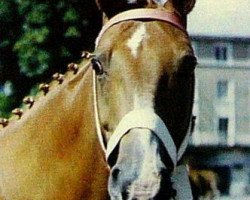 broodmare Gemini (Selle Français, 1972, from Tanael AN)