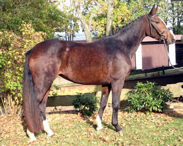broodmare Riviera (Oldenburg, 2008, from Semper)