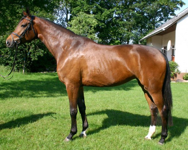 broodmare La Florencia (Oldenburg, 2007, from Florencio I) broodmare La Florencia (Oldenburg, 2007, from Florencio I)