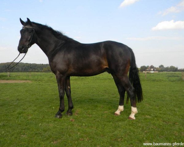 Pferd Baumann's Banderas (Westfale, 2008, von Ballettmeister)