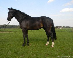 Cavallo Baumann's Banderas (Westfale, 2008, di Ballettmeister)