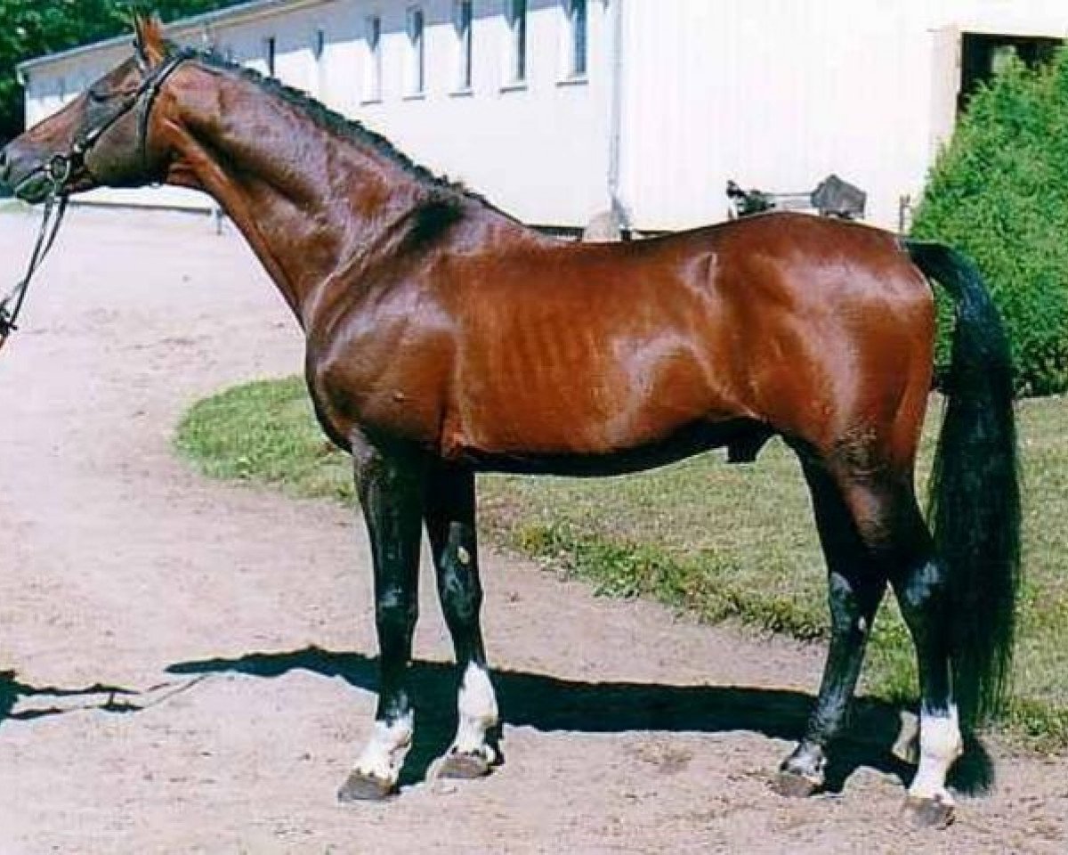 stallion Monjul 3495 (Mecklenburg, 1988, from Monsun x)