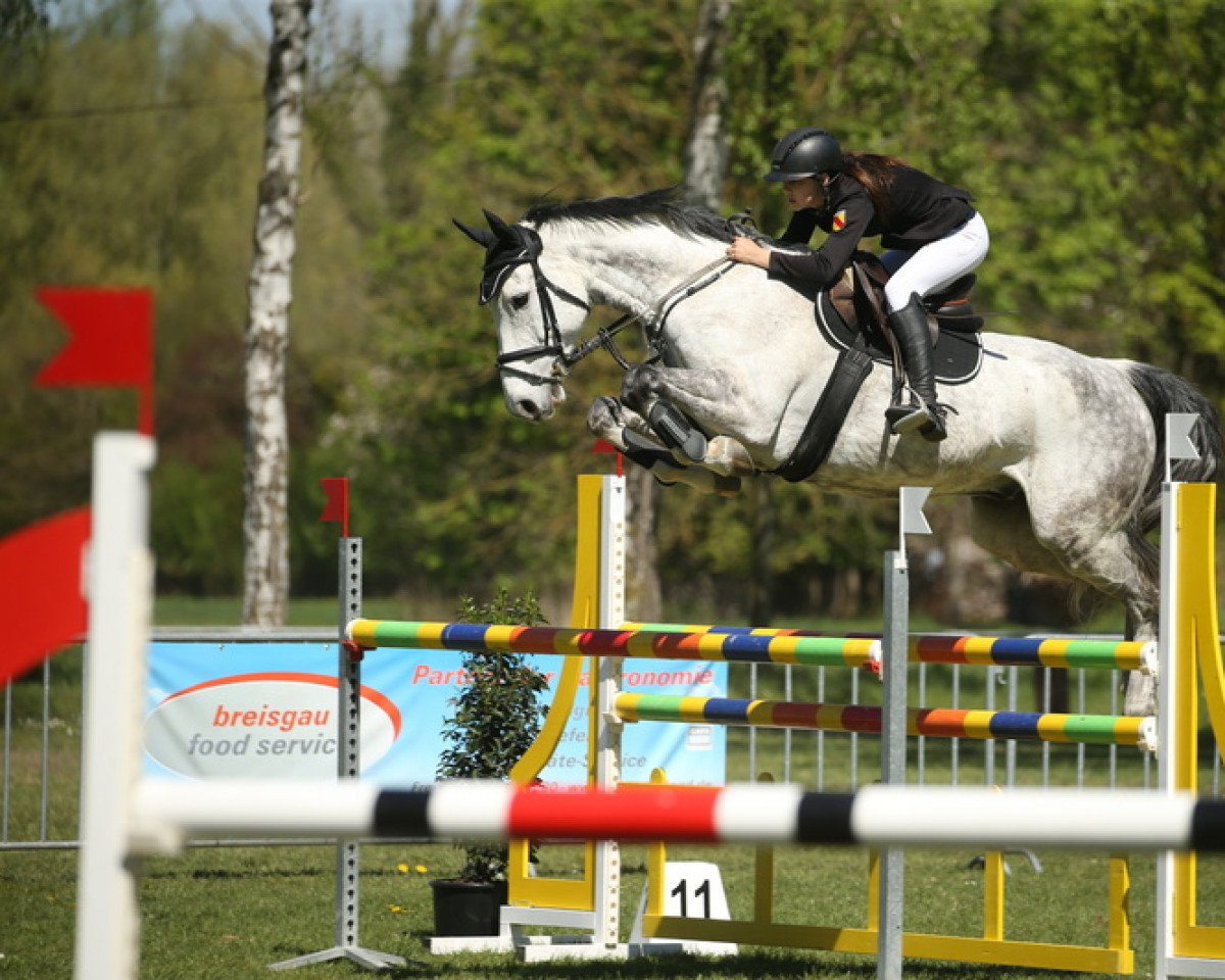 Cavallo da salto Cöster's Clarimo (Holsteiner, 2010, di Clarimo Ask)