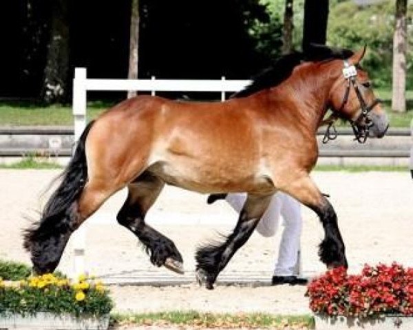 broodmare Nele (Rhenish-German Cold-Blood, 2008, from Nathan)