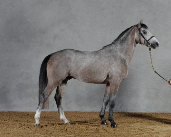 stallion Top Berlin du Temple (Selle Français, 2007, from Berlin)