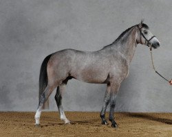 stallion Top Berlin du Temple (Selle Français, 2007, from Berlin)
