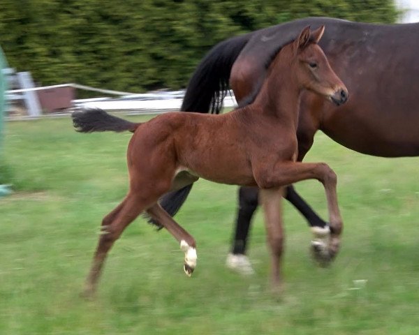 Pferd Stute von Zico / Dancier (Oldenburger, 2022, von Zico)