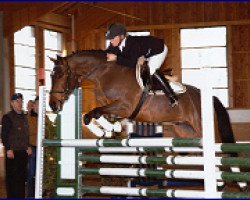 dressage horse Krottenthal's Dirty Harry (German Riding Pony, 1999, from Dusty)