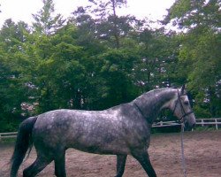 horse Carsteno (Westphalian, 2000)