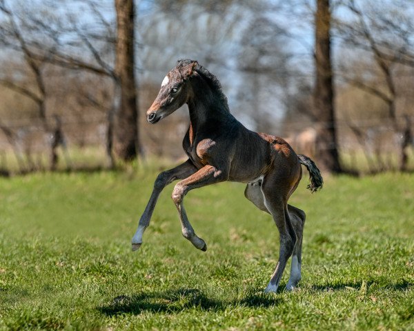 horse Skyfall VK (Hanoverian, 2022, from Secret)
