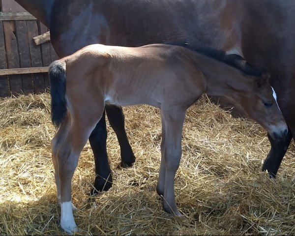horse Kleveland JK Z (Zangersheide riding horse, 2022, from Kassander van het Roosakker)