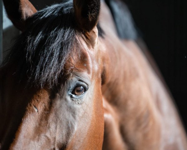 Springpferd Lector (Deutsches Sportpferd, 2014, von Lord Pezi Junior)