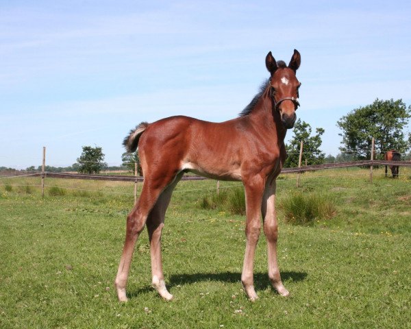 horse Collina (Oldenburg show jumper, 2011, from Collado)