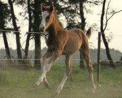 jumper Gloria P (Oldenburg show jumper, 2011, from Cornet's Prinz)
