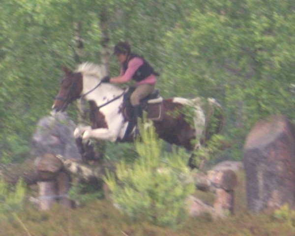 Zuchtstute Bella Donna 95 (Deutsches Reitpferd, 2000, von Paquito)