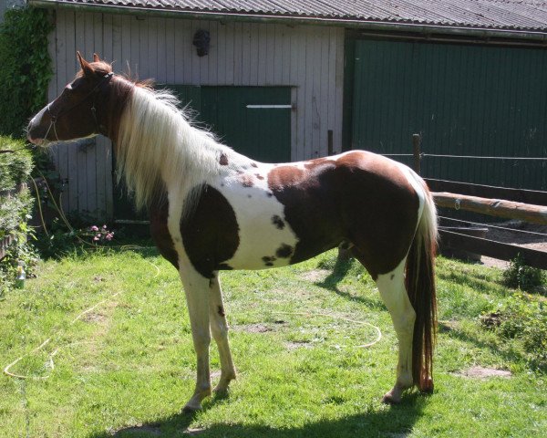 stallion Aspen (Pinto / Pleasure, 2008, from Asterix)