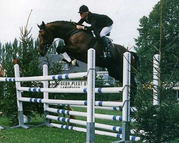 jumper Columbus (KWPN (Royal Dutch Sporthorse), 1984, from Lucky Boy xx)