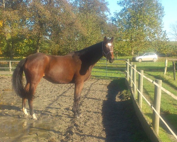 broodmare My Melody 9 (Holsteiner, 1997, from Martel xx)