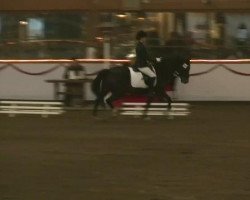 dressage horse Little Mr. Magic (Württemberger, 2000, from Monet)