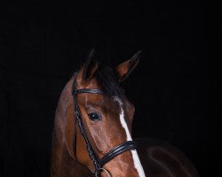 dressage horse Cormina H (Westphalian, 2015, from Cormint)