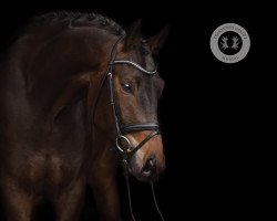 dressage horse Nachttänzer (Trakehner, 2018, from Kentucky)